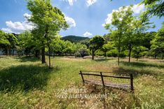 Bancs du parc du sanatorium noyés dans les hautes herbes parmi de vieux arbres