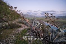 Búnkeres de Artillería V-SY con Túneles